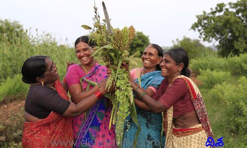 చిరు ధాన్యాల పండుగ పాత పంటల జాతర