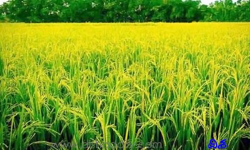దేశంలో అత్యధికంగా పంటలు ఉత్పత్తి చేసే రాష్ట్రాలు