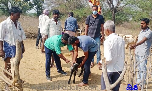 దిశ కథనానికి స్పందించిన పశు వైద్యాధికారులు