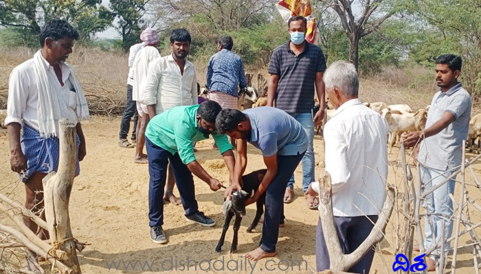 దిశ కథనానికి స్పందించిన పశు వైద్యాధికారులు