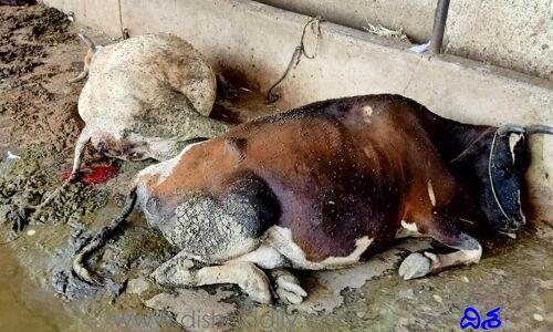పాడి పశుల ప్రాణాలు తీసిన కలుషిత ఆహారం