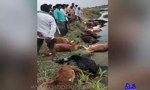 కరెంట్ షాక్ తో 25 గొర్రెలు మృతి