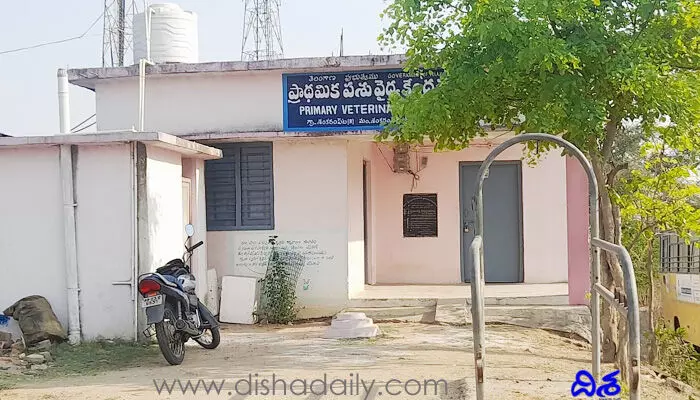 పశువైద్యం దయనీయం.. మండలానికి ఒకే డాక్టర్! పశువైద్యం దయనీయం.. మండలానికి ఒకే డాక్టర్!