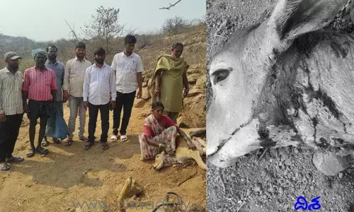 నగరంలో చిరుత కలకలం.. లేగ దూడపై దాడి..