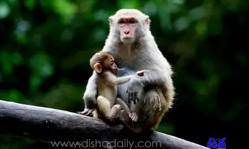 కోతులకూ ఫ్యామిలీ ప్లానింగ్​సెంటర్లు