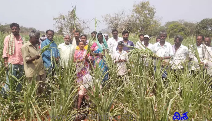 మా పంటలు ఎండుతున్నాయి సార్.. మమ్మల్ని పట్టించుకోండి.. మా పంటలు ఎండుతున్నాయి సార్.. మమ్మల్ని పట్టించుకోండి..