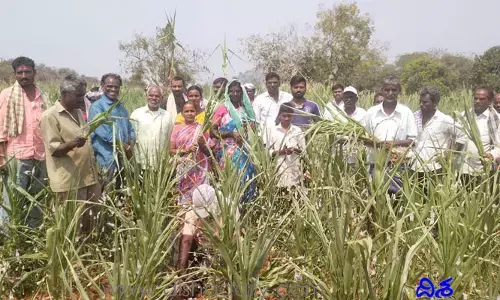 మా పంటలు ఎండుతున్నాయి సార్.. మమ్మల్ని పట్టించుకోండి..