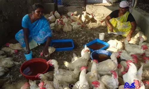 రైతులతో మైండ్ గేమ్.. కోళ్ల ఫారాలపై కార్పొరేట్గద్దలు.. రేటు ఫిక్స్ చేస్తున్న ఎంపీ