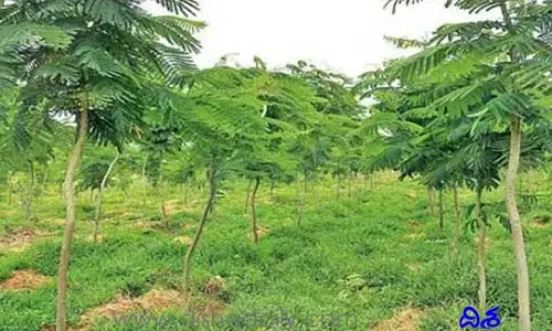హరితహారం సక్సెస్.. సిటీలో పెరిగిన ఫారెస్ట్రీ