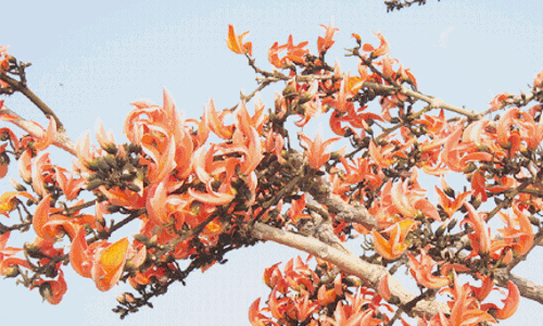 మన పండుగలు:గోగు పూల వసంతం