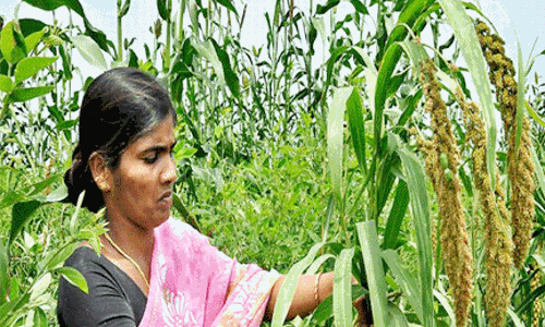 వడ్ల సంక్షోభ కారకులు పాలకులే