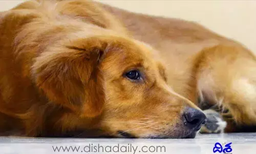 కుక్క అరుపుల‌కు విసుగెత్తి ఆ కుక్క ఓన‌ర్‌ని.. ఎవ్వ‌రూ ఊహించ‌లేదు!!