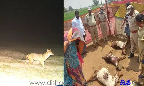 హడలెత్తిస్తున్న అడవి జంతువు.. ఇప్పటికే 40కి పైగా మేకలు, గొర్రెలు హతం..