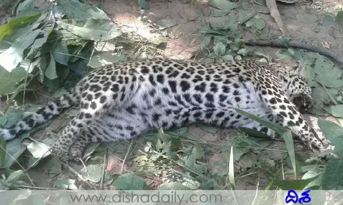 బ్రేకింగ్ న్యూస్.. చిరుతపులి మృతి