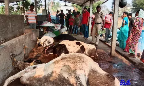 పాడి పశువులపై విషప్రయోగం… ఆరు ప్రాణాలు బలి