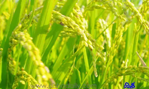 వడ్లు కొనుగోలు.. అసలు కేంద్రంతో తెలంగాణ ఒప్పందం ఏంటి?