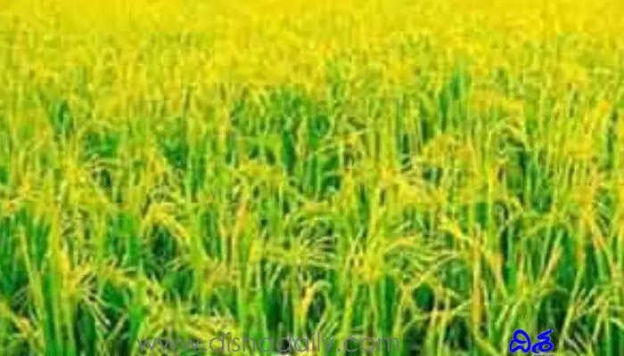 రైతులకు గుడ్ న్యూస్.. వడ్ల కొనుగోలుకు లైన్ క్లియర్! రైతులకు గుడ్ న్యూస్.. వడ్ల కొనుగోలుకు లైన్ క్లియర్!