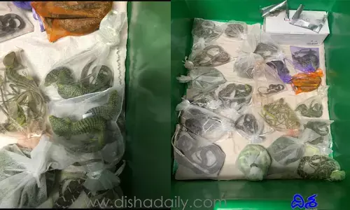 వీటిని కూడా స్మ‌గ్లింగ్ చేస్తారా..?! ఓ అమెరిక‌న్ బ‌ట్ట‌ల్లో 1700 రెప్టైల్స్‌