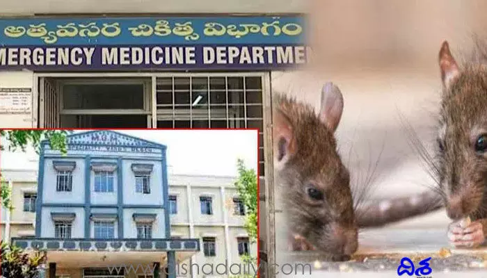 వరంగల్ ఎంజీఎంలో దారుణం.. పేషెంట్ను కొరికేసిన ఎలుకలు వరంగల్ ఎంజీఎంలో దారుణం.. పేషెంట్ను కొరికేసిన ఎలుకలు