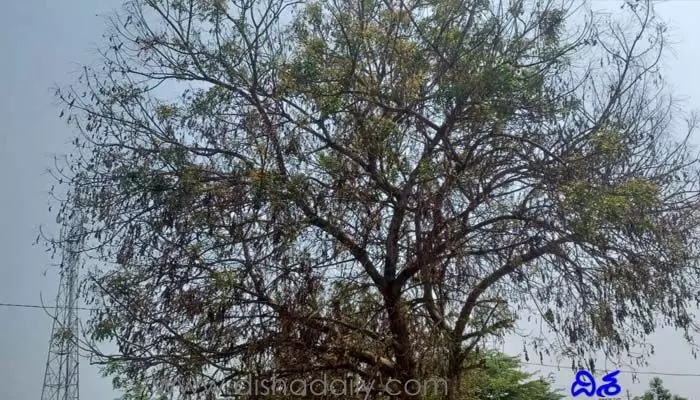 ఉగాది పచ్చడికి దుర్భర పరిస్థితులు.. చరిత్రలోనే తొలిసారి! ఉగాది పచ్చడికి దుర్భర పరిస్థితులు.. చరిత్రలోనే తొలిసారి!