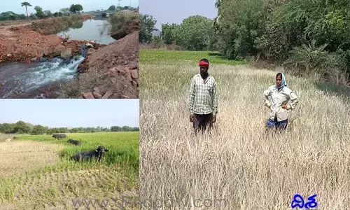 నీరందక.. పంట దక్కక.. అంగట్లో అన్నీ ఉన్నా అల్లుడి నోట్లో శని ల రైతుల పరిస్థితి