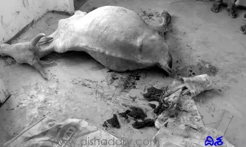 తాగిన మైకంలో ఆవు పై యువకుడి అత్యాచారం..?