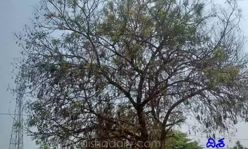 ఉగాది పచ్చడికి దుర్భర పరిస్థితులు.. చరిత్రలోనే తొలిసారి!