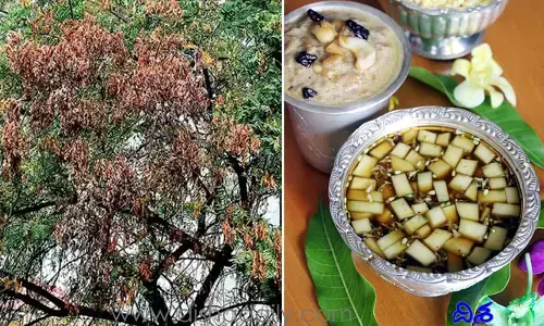 ఉగాది పచ్చడిలో వేప వేస్తున్నారా.. వేప చెట్లకు సోకిన తెగులుతో ఎంత శ్రేయస్కరం?