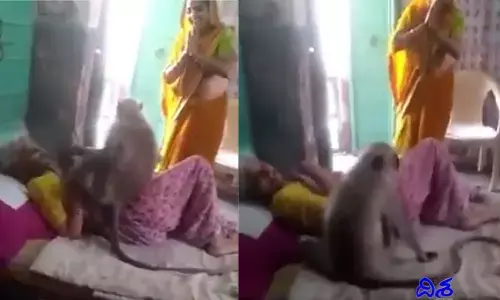 అవ్వపై ప్రేమను చాటుకున్న కోతి.. ఇంటికొచ్చి ఏం చేసిందంటే.. వీడియో వైరల్