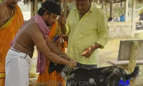 విచిత్రం.. మేకను పెళ్లి చేసుకున్న యువకుడు..  గుడిలో తాళి కట్టి...