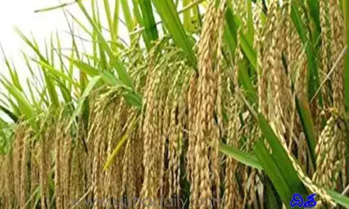 ధాన్యం కొనేదెవరు? రైతన్న ఎదురుచూపు