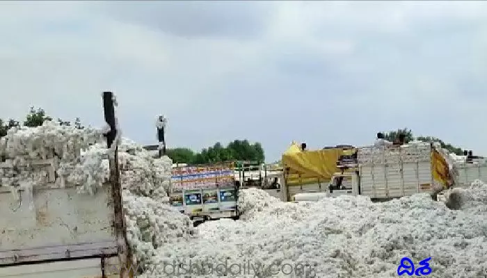 Cotton Price: మురిపిస్తున్న తెల్ల బంగారం.. ఆల్ టైం రికార్డు Cotton Price: మురిపిస్తున్న తెల్ల బంగారం.. ఆల్ టైం రికార్డు