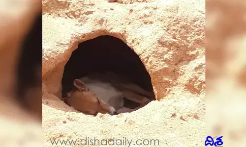 ఇసుకనే గూడు గా చేసుకుని సేదతీరుతున్న శునకం
