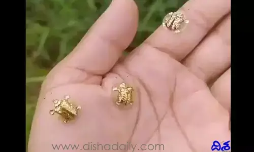 బంగారు బాతు కాదు, ఇది బంగారు తాబేలు..! చూడండి!!