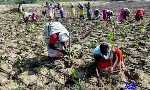Miyawaki fForest:ప్రకృతి హారంగా మియావాకీ ఫారెస్ట్!.. తక్కువ విస్తీర్ణంలో అడవులు పెంచే ఉత్తమ మార్గం