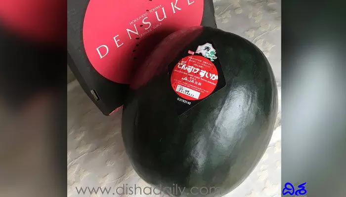 Densuke Watermelon: ప్రపంచంలోనే అతి ఖరీదైన పుచ్చ డెన్సుకే బ్లాక్!