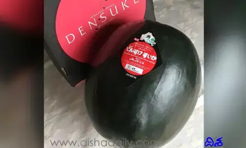 Densuke Watermelon: ప్రపంచంలోనే అతి ఖరీదైన పుచ్చ డెన్సుకే బ్లాక్!