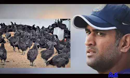 MS Dhoni: కోళ్ల వ్యాపారంలో ధోనీ.. ఫామ్ హౌస్‌కు చేరుకున్న ఆ జాతి కోళ్లు!!