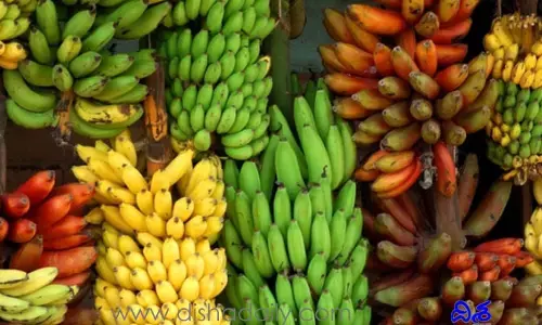 అరటి పండ్లు ఎందుకు వంకరగా ఉంటాయో తెలుసా?