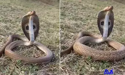 Viral Video: కోబ్రా ప్రాణాయామం చేస్తే..?! ఒళ్లు గ‌గ్గురుపొడిచే వీడియో