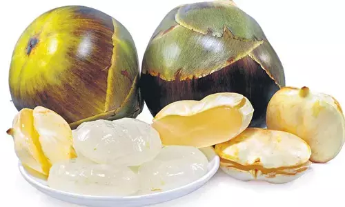 వేసవి సెలవుల్లో తాటి ముంజల మజా
