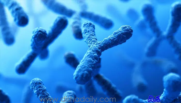 Y Chromosome: భూమిపై అంతరించిపోతున్న పురుషులు.. షాకింగ్ డిటైల్స్ రిలీజ్ చేసిన తాజా అధ్యయనం.. Y Chromosome: భూమిపై అంతరించిపోతున్న పురుషులు.. షాకింగ్ డిటైల్స్ రిలీజ్ చేసిన తాజా అధ్యయనం..
