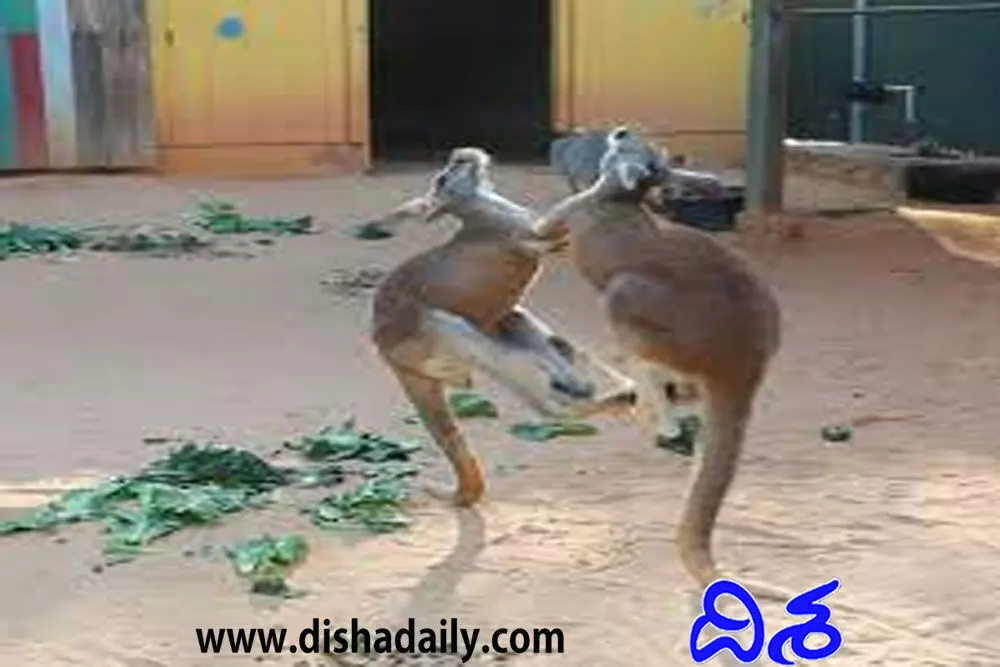 కంగారూల బాక్సింగ్ మ్యాచ్.. చివరికి అదే గెలిచింది! (వీడియో) కంగారూల బాక్సింగ్ మ్యాచ్.. చివరికి అదే గెలిచింది! (వీడియో)
