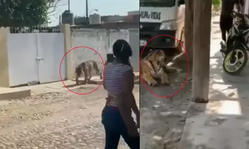 ఇళ్ల మధ్యే తిరుగుతున్న పులి... స్థానికులు సడెన్‌గా చూసి..(వీడియో)