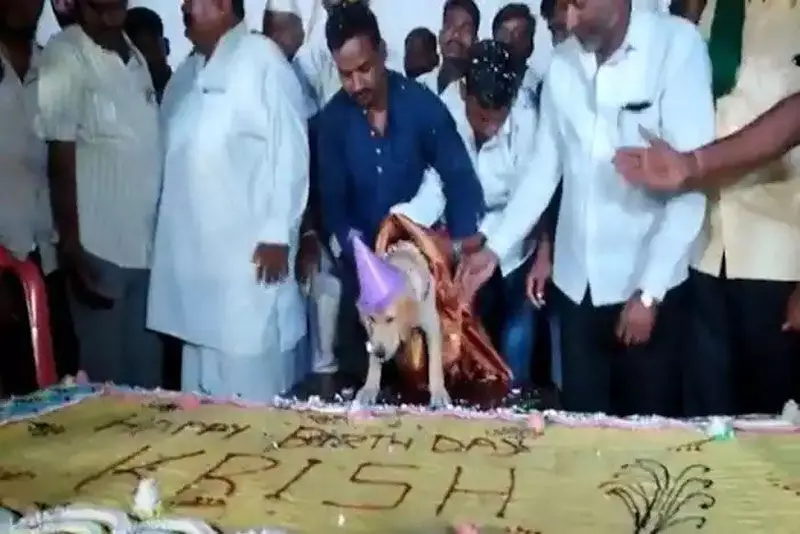 కుక్క బర్త్డేకి 100 కేజీల కేక్.. ఫంక్షన్ ఇలా అయ్యింది (వీడియో) కుక్క బర్త్డేకి 100 కేజీల కేక్.. ఫంక్షన్ ఇలా అయ్యింది (వీడియో)