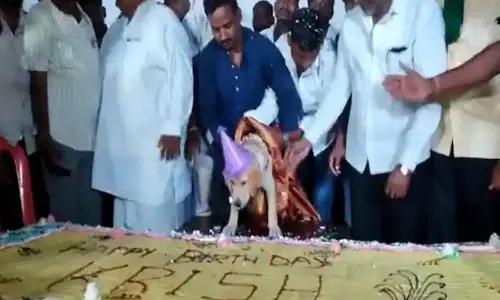 కుక్క బ‌ర్త్‌డేకి 100 కేజీల కేక్‌.. ఫంక్ష‌న్‌ ఇలా అయ్యింది (వీడియో)