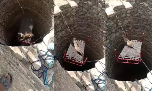 చిరుతపులిని కాపాడిన మంచం (వీడియో)