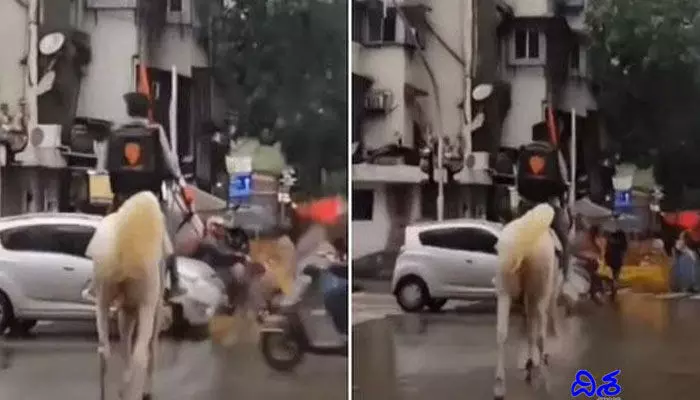 గుర్రంపై ఫుడ్ డెలివరీ... వైరల్ అవుతున్న వీడియో గుర్రంపై ఫుడ్ డెలివరీ... వైరల్ అవుతున్న వీడియో