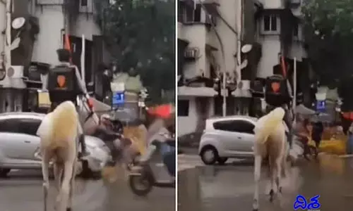గుర్రంపై ఫుడ్ డెలివరీ... వైరల్ అవుతున్న వీడియో