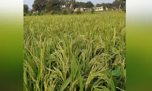 భారీ ఉష్ణోగ్రతలను తట్టుకుని నిలబడే మొక్కలు..